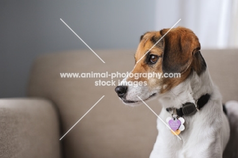 Beagle Mix sitting on couch.