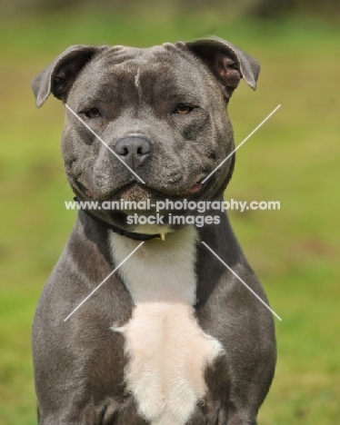 blue coloured staffordshire bull terrier head and shoulders