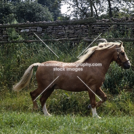 turkdean cerdin, welsh pony of cob type (section c) stallion patrolling his paddock, 