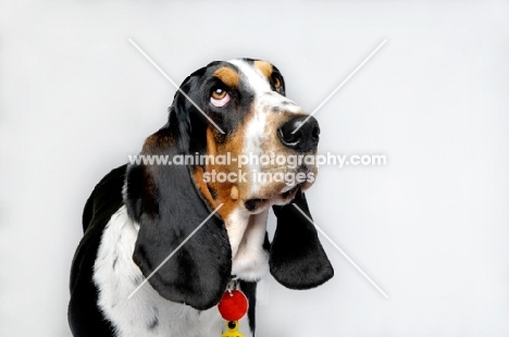 Basset Hound looking up