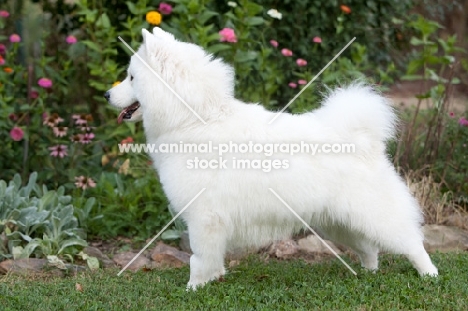 Samoyed dog, side view