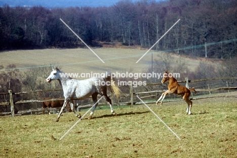 Arab UK mare and foal trotting and rearing