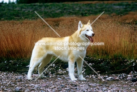 ch forstal's noushka, siberian husky 