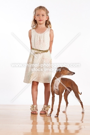 girl with red and white Italian Greyhound