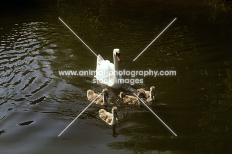swan swimming with her cygnets