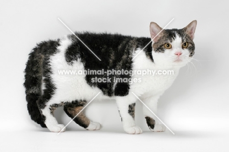 American Wirehair cat, Brown Classic Tabby & White coloured on white background