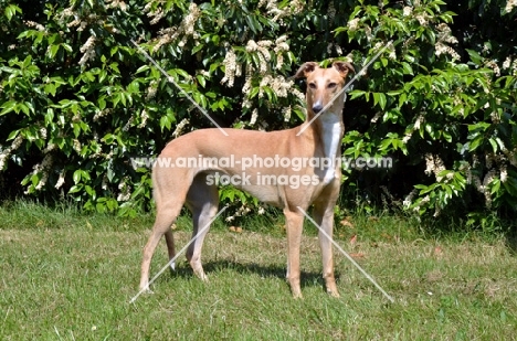 fawn Greyhound, all photographer's profit from this image go to greyhound charities and rescue organisations