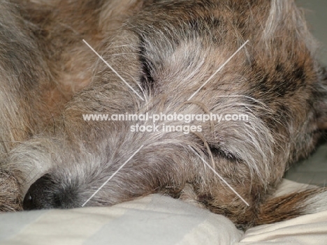 sleeping lurcher, all photographer's profit from this image go to greyhound charities and rescue organisations