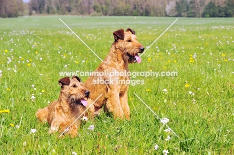 irish terrier pair in a field
