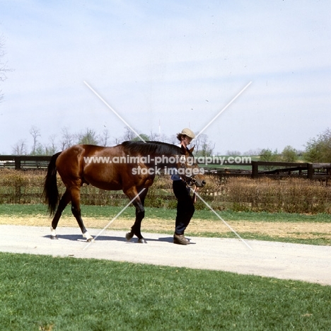 wajima walking with american handler, at spendthrift farm, kentucky, usa