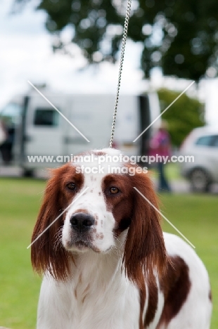 Irish red and white setter