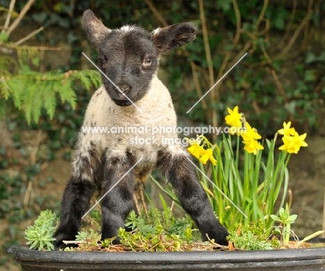 black faced lamb in spring, near daffodils