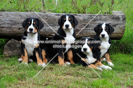 four Great Swiss Mountain dog puppies