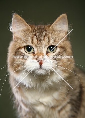 Siberian, portrait