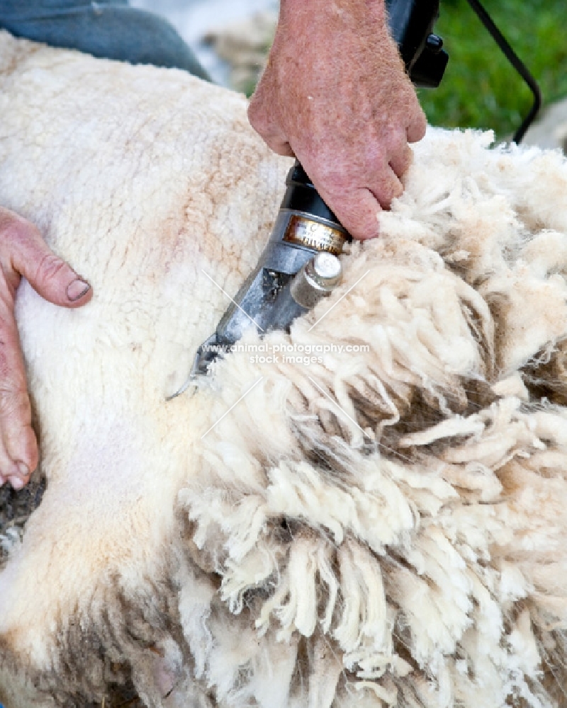 shearing