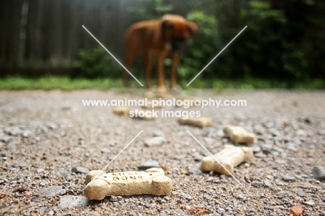 Boxer at end of cookie trail