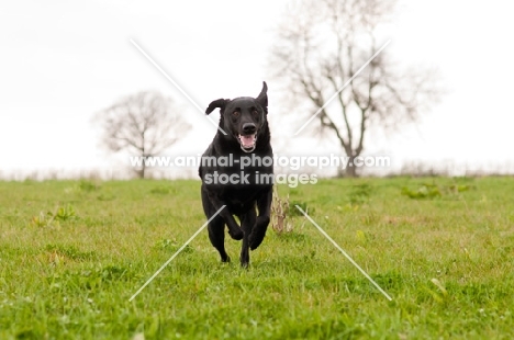 Labrador running towards camera