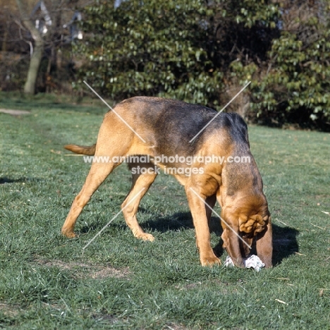 champion bloodhound scenting, smelling a handkerchief