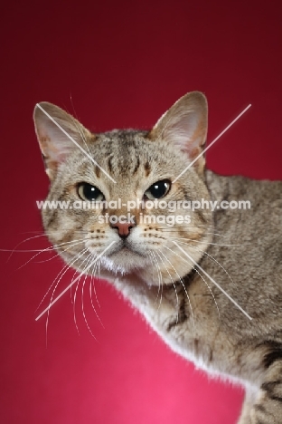 Australian Mist cat on claret background