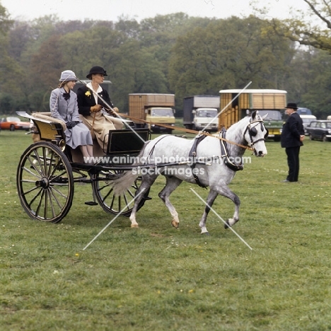 Australian Pony, driven