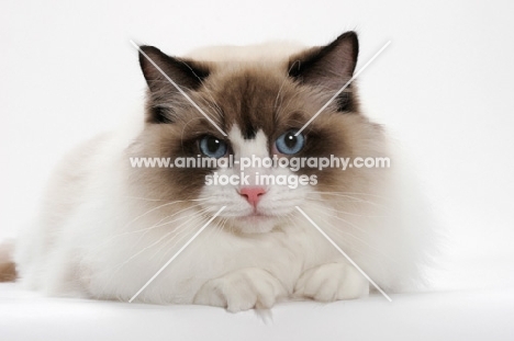 Ragdoll on white background, Seal Point Bi-Color, looking at camera