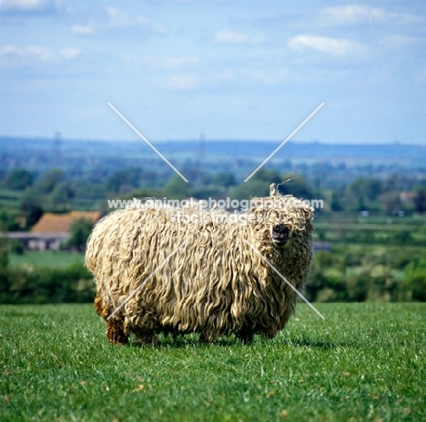 greyface dartmoor sheep