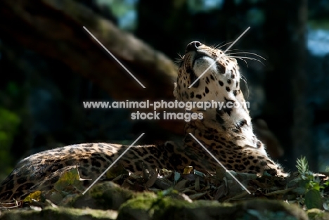 common leopard enjoying the sunshine in the Himalayas