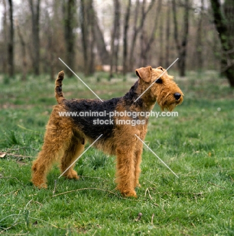 bear hill's lord glamorgan,  american welsh terrier on grass