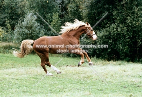 fredericksborg stallion cantering in denmark 