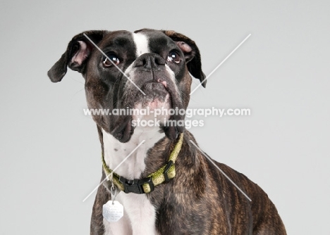 Studio image of brindle Boxer on gray background.