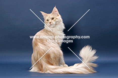 Maine Coon cat, Cream Silver Classic Tabby colour, back view