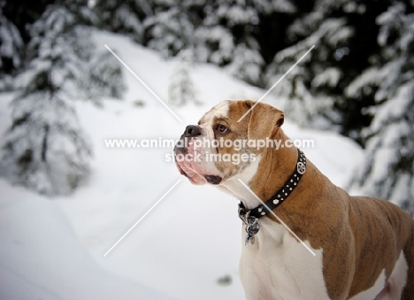 Old English Bulldog in winter