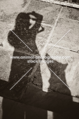 photographer and dog shadow