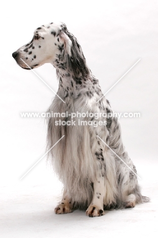 English Setter (Blue Belton colour), Australian Champion sitting down