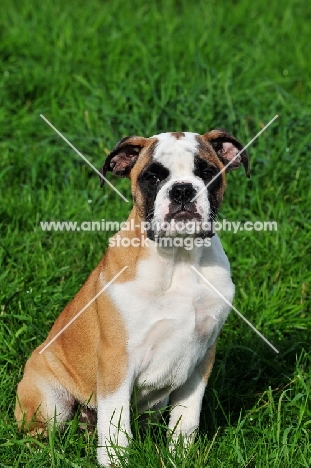 Continental Bulldog puppy