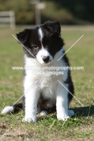 Border Collie puppy