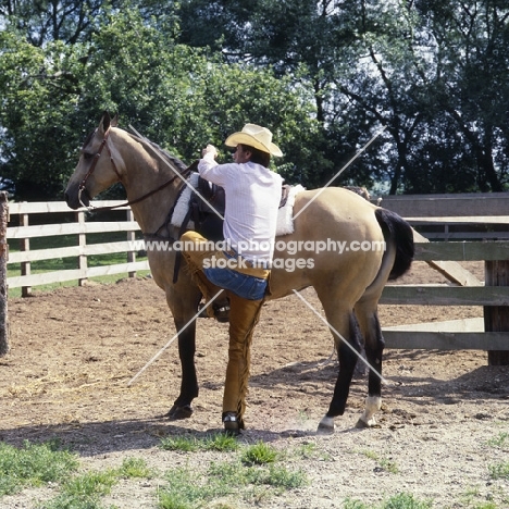 rider with quarter horse, mounting