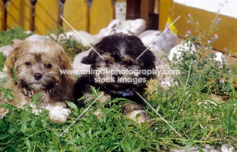 two cute Russian Bolonka puppies