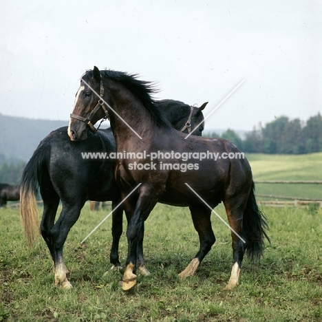 Lipizzaner colts reacting together in play fight at piber