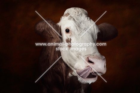 Simmental cow licking nose