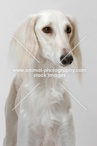 cream Saluki in studio