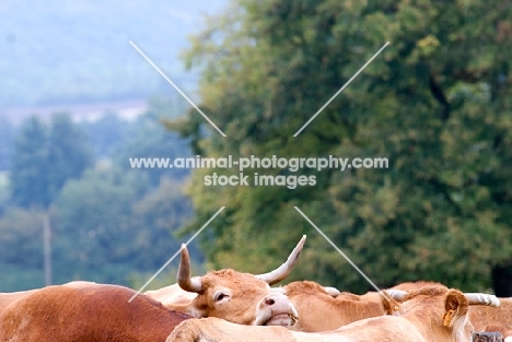 limousin cow in a herd
