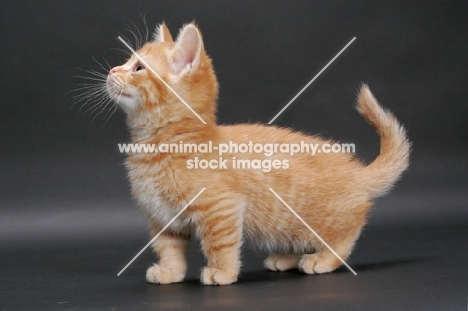 Red Mackerel Tabby Munchkin kitten, side view