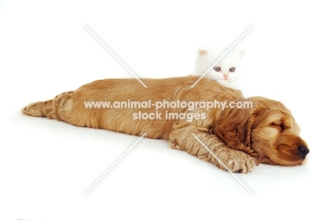 kitten watching cocker spaniel pup sleep