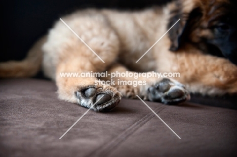 detail of leonberger puppy's paws
