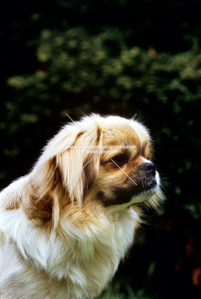 velrock la-tru at braeduke,  tibetan spaniel, portrait