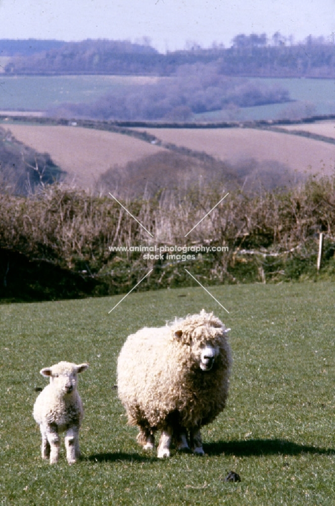 devon longwool ewe and lamb