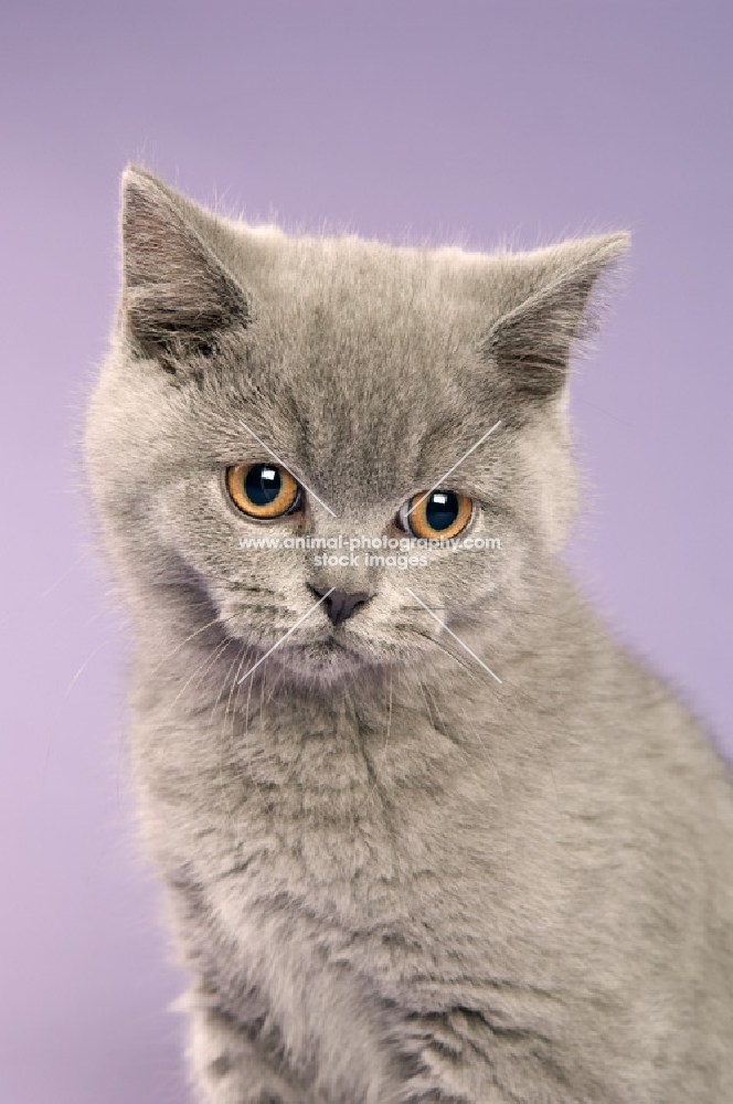 british shorthaired kitten isolated on a purple background
