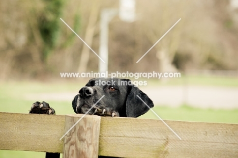 black Labrador Retriever behind fence