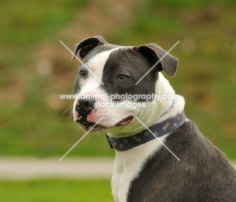 Staffordshire Bull Terrier portrait